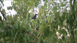 В Северной Осетии стартовала Всероссийская перепись воробьев