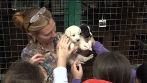 День открытых дверей провели во Владпитомнике