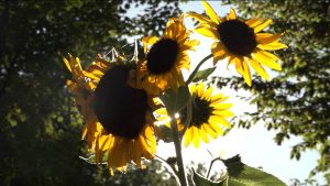 Дзæуджыхъæуы Сапицкийы фæлладуадзæн бынаты рæзы æнахуыр æхсынæн