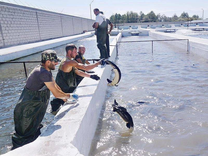 Производство товарной рыбы в Северной Осетии за семь месяцев увеличилось более чем на 33% и составляет 4,2 тысячи тонн