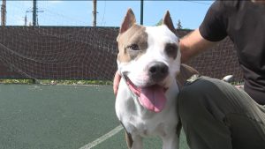 Пес по кличке Лео несет службу вместе с хозяином в зоне СВО