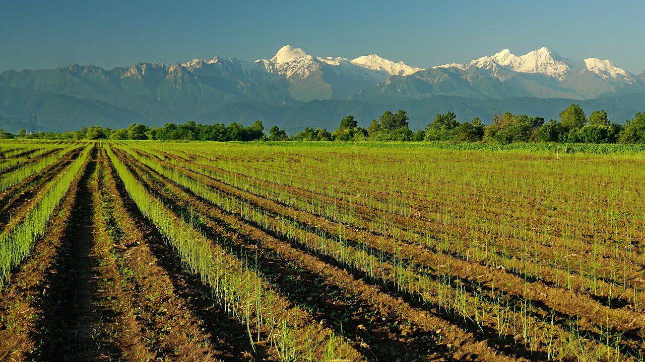 Крупнейшая в России плантация спаржи, расположенная в Северной Осетии, установила рекорд