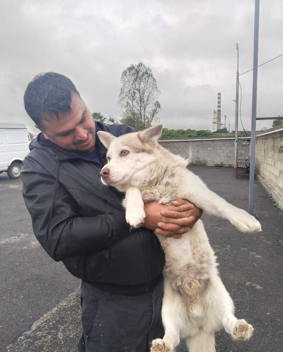 Хозяин нашел потерянного питомца благодаря материалу на местном телевидении