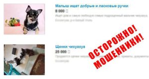 Жительница Владикавказа стала жертвой мошенников при покупке щенка в интернете