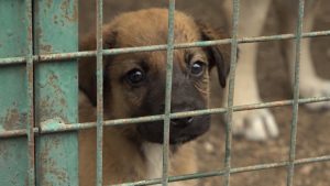 Госслужащие Северной Осетии забрали из приюта бездомных собак