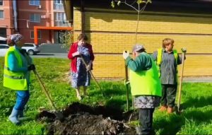 На аллее в микрорайоне «Московский» высадили 40 молодых дубов и кленов