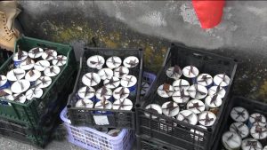 Мæздæджы районы та æрæмбырд кодтой радон гуманитарон æххуыс