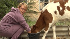 Программæ «Зæрдæйæ зæрдæмæ» æххæст кæнгæйæ, дыууæ мæйы размæ Цæгат Ирыстоны цæрæг бирæсывæллонджын бинонтæн балæвар кодтой рæуæд