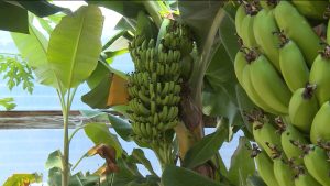 Зилгæйы фæзынд, абарæн кæмæн нæй, ахæм экзотикон дыргъдон