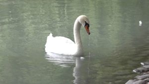 Лебеди и утки из центрального парка Владикавказа уходят на зимовку