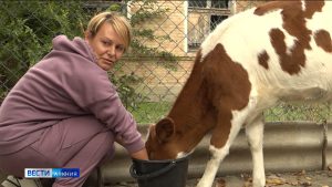 Около 300 телят передали многодетным семьям в Северной осетии за время реализации программы «От сердца к сердцу»