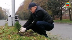 На улице Иристонской высадили саженцы туи сорта «Смарагд»