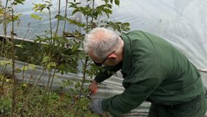 Лесоводы Северной Осетии готовят к отправке в Черниговский район тысячу саженцев