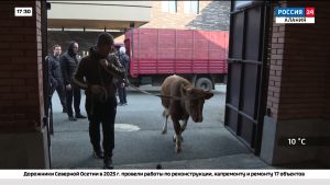 Праздничная неделя Джеоргуба начинается с жертвоприношения Галыргавдан