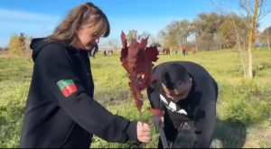 В Черниговском районе высадили 1000 саженцев деревьев, которые отправили лесоводы Северной Осетии