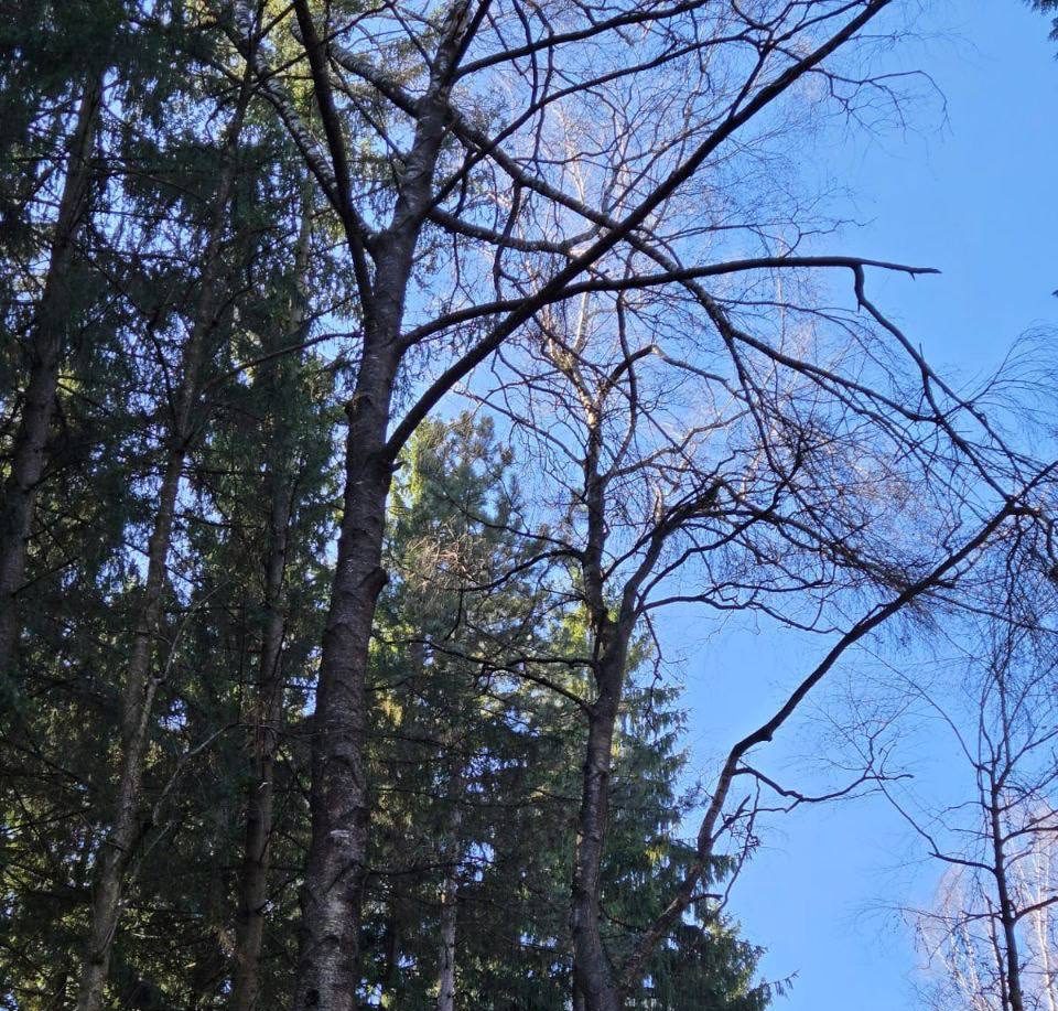 В парке «Дендрарий» проведут обрезку аварийных деревьев на березовой аллее