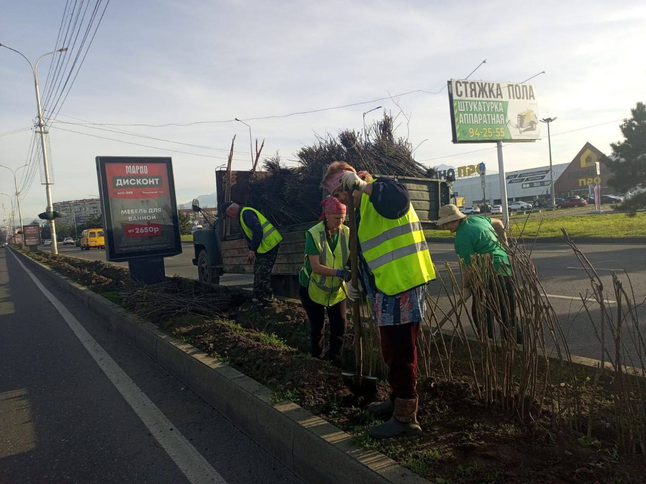 На разделительной полосе Гизельского шоссе на площади 1120 м высадили 1,1 тысячи саженцев спиреи