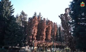 Во Владикавказе убирают заражённые туи, чтобы избежать распространения вредителя