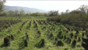 5 милуан сомы схардз кæндзысты, нæ республикæйы хъæды питомник сног кæныныл