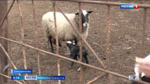 Хæххон паддзахадон аграрон университеты архайы ахуырадон-эксперименталон фермæ