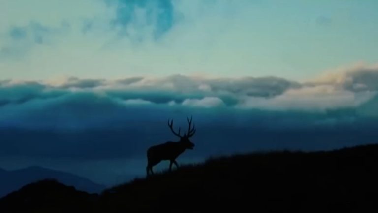 Фильм «Охотник» представлен в спецноминации премии гильдии киноведов и кинокритиков в области аудиовизуального искусства