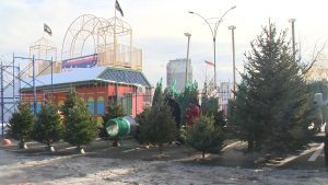 Более шести тысяч елей привезли в Северную Осетию в преддверии Нового года