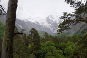 В 2026 году на сохранение лесов Северной Осетии направят свыше 9 млн рублей