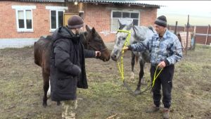 Бирæтæ сæ къухтæ цы уавæры *руагътаиккой, уым бархион Плиты Маринæ æмæ фермер Хъесаты Нокар нæ фæтарстысты