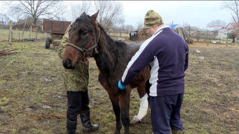 Лошадь по кличке Пандора с тяжелыми травмами спасли от гибели