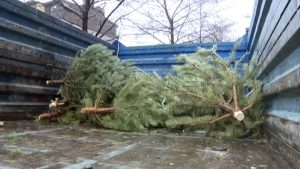 Региональный оператор «ЭРА» организует масштабный вывоз елок
