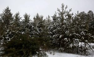 В лесах Северной Осетии незаконная вырубка хвойных деревьев не допущена