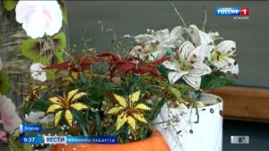 Бисерæй быйыны æрмдæсны Чехойты Вергине йе сфæлдыстадæй дисы æфтауы