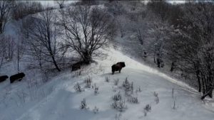 Турмоны фæдзæхст бынаты сæвæрдзысты 30 къамисæн къæппæджы. Куыстытæ цæудзысты сæрмагонд проектмæ гæсгæ
