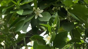 Хæххон паддзахадон аграрон университеты оранжерейы дидинæг калынц лимонтæ, мандаринтæ, рæгъæд кæны хурма