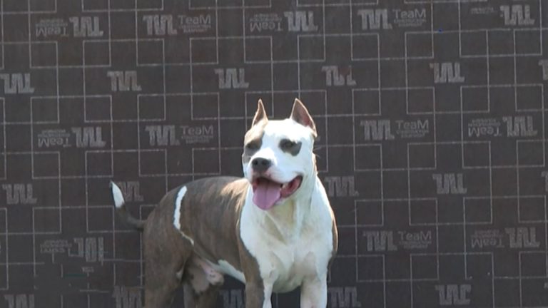 Пес по кличке Лео уже не один год несет службу в зоне СВО