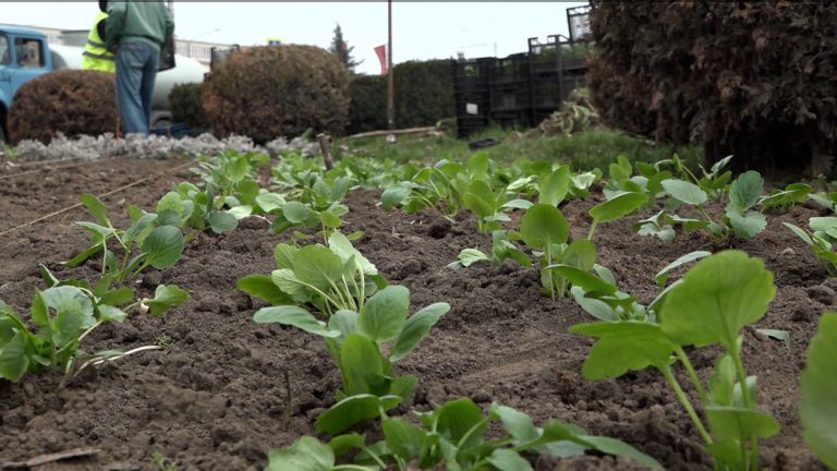 Во Владикавказе приступили к сезонному озеленению города