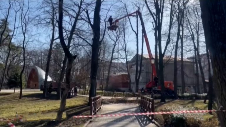 В Центральном парке Владикавказа проводят работы по сносу шести аварийных деревьев
