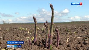 В Северной Осетии стартует сезон сбора спаржи