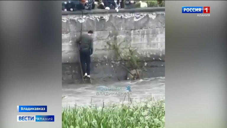 Молодую косулю спасли сегодня утром из Терека в центре Владикавказа