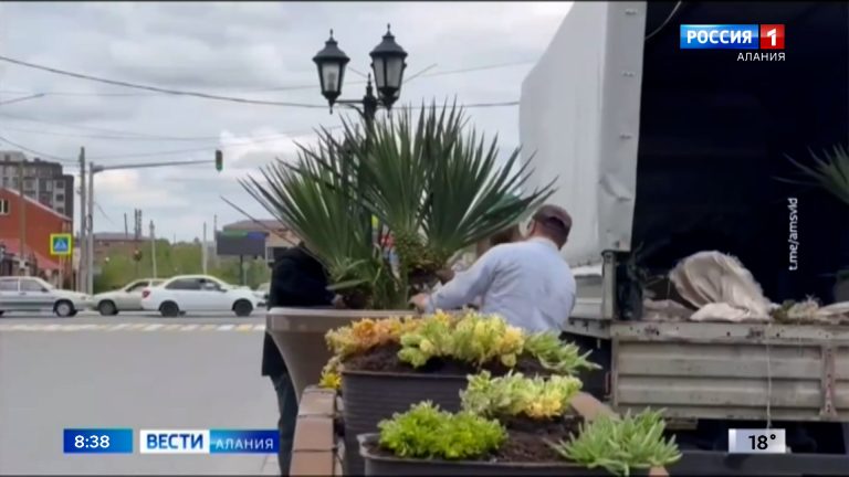 На улице Х. Мамсурова во Владикавказе обновили зелёные насаждения