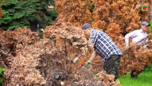 Во Владикавказе продолжают сносить зараженные кипарисовой златкой туи
