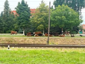 В Беслане отловили безнадзорно гуляющих по улицам коров, владельцам предстоит заплатить штраф