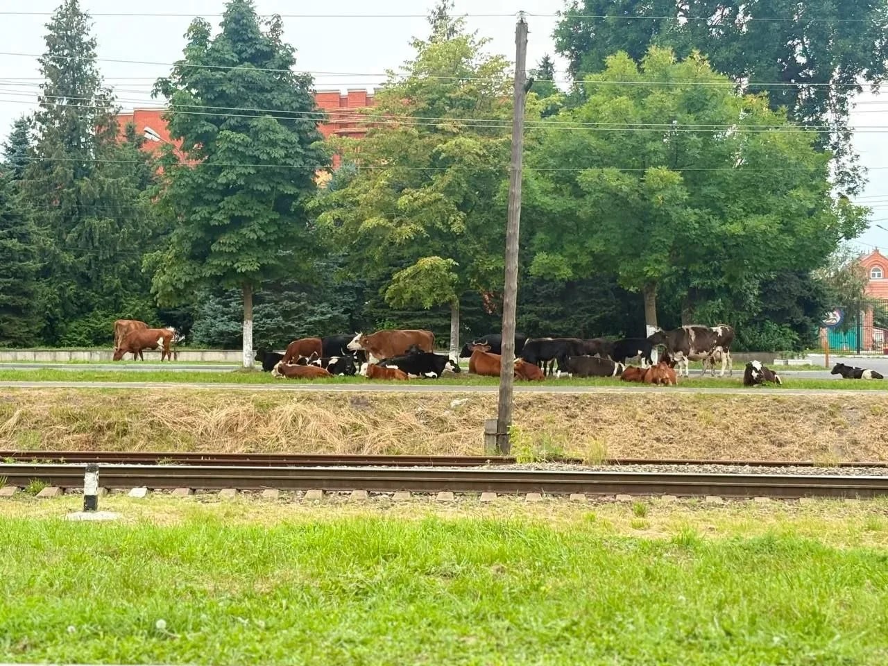 В Беслане отловили безнадзорно гуляющих по улицам коров, владельцам предстоит заплатить штраф