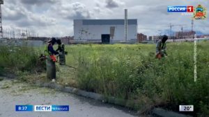 Во Владикавказе продолжаются работы по ликвидации очагов произрастания борщевика