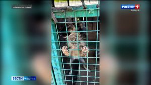 СОГУ  передал благотворительную помощь приюту для животных «Владпитомник», собранную в рамках общеуниверситетской акции