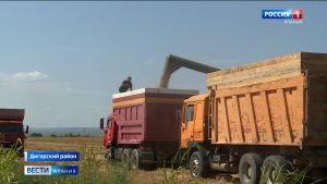 В Дигорском районе активно идет уборочная кампания