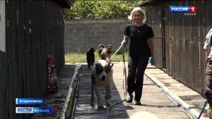 Во «Владпитомнике» дают второй шанс тем, кого бросили