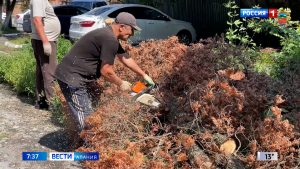 Более 300 зараженных кипарисовой златкой туй снесено во Владикавказе с начала года