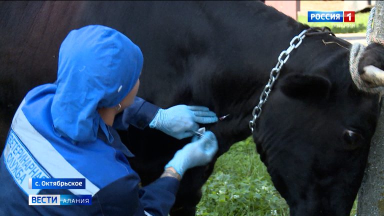 В Северной Осетии продолжается вакцинация сельскохозяйственных животных и птиц от опасных инфекций