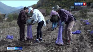 Новые сорта картофеля выводят в селекционно-семеноводческом центре Горского ГАУ в Верхнем Фиагдоне